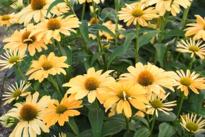 Echinacea 'One in a Melon' New 2025